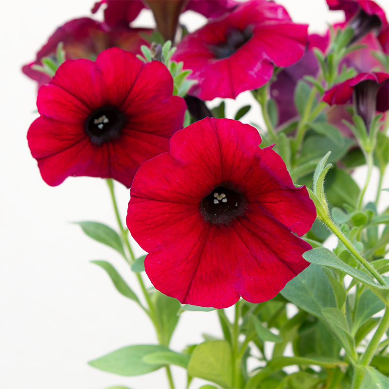Petchoa 'Bordeaux' 4"