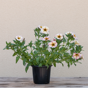 Petchoa 'French Vanilla' 4"