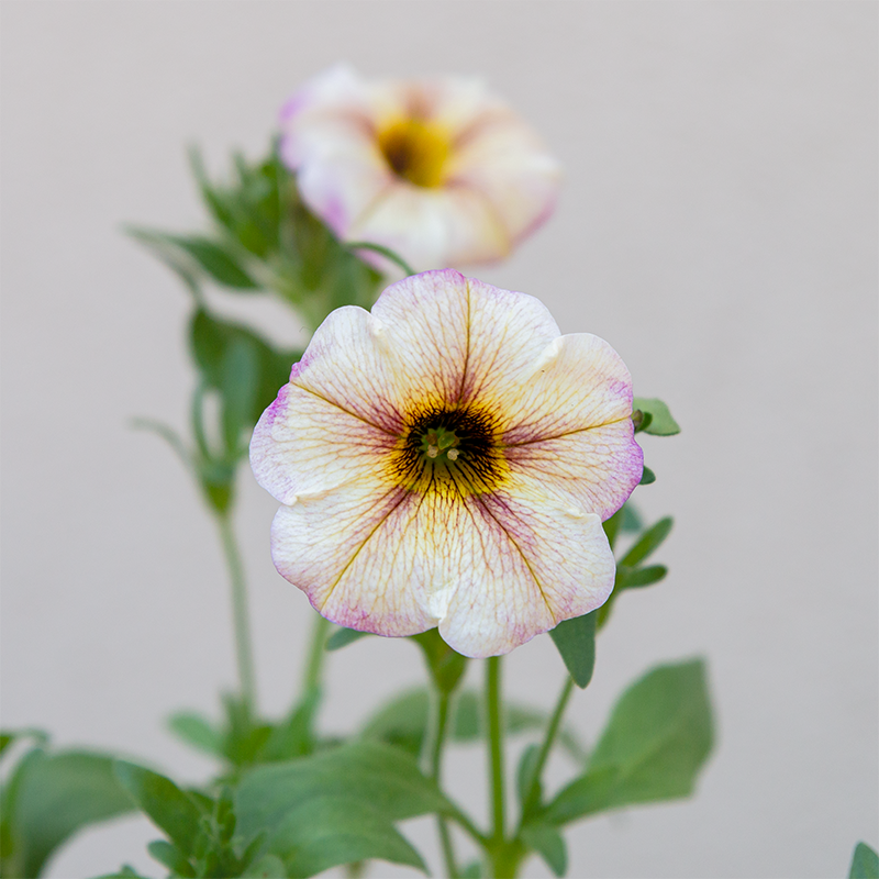 Petchoa 'French Vanilla' 4"