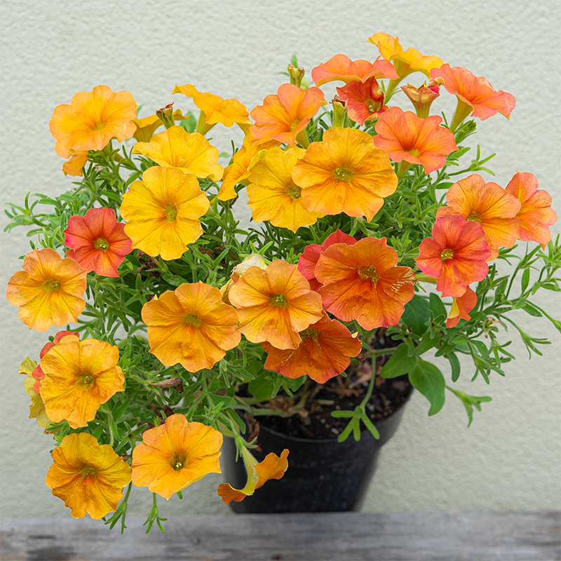 Petchoa 'Sunset Orange' 6"