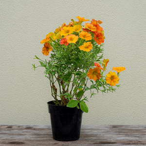Petchoa 'Sunset Orange' 6"