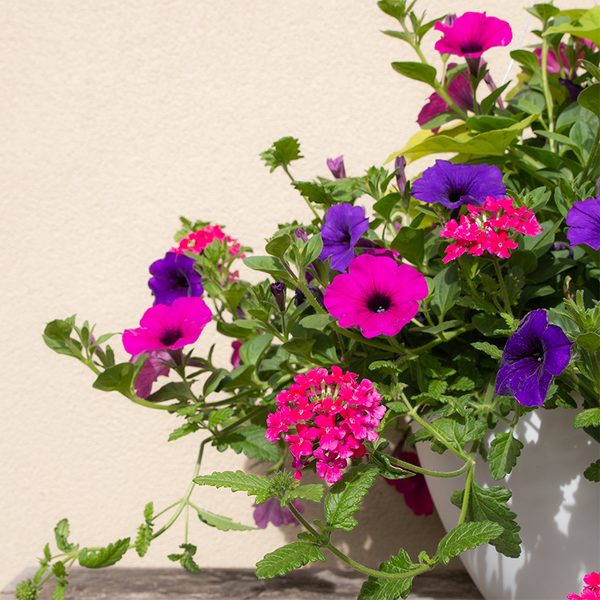 verbena plant hanging basket Petunia Blue & Magenta, Pink Verbena & Sweet Potato Vine 12" Hanging B
