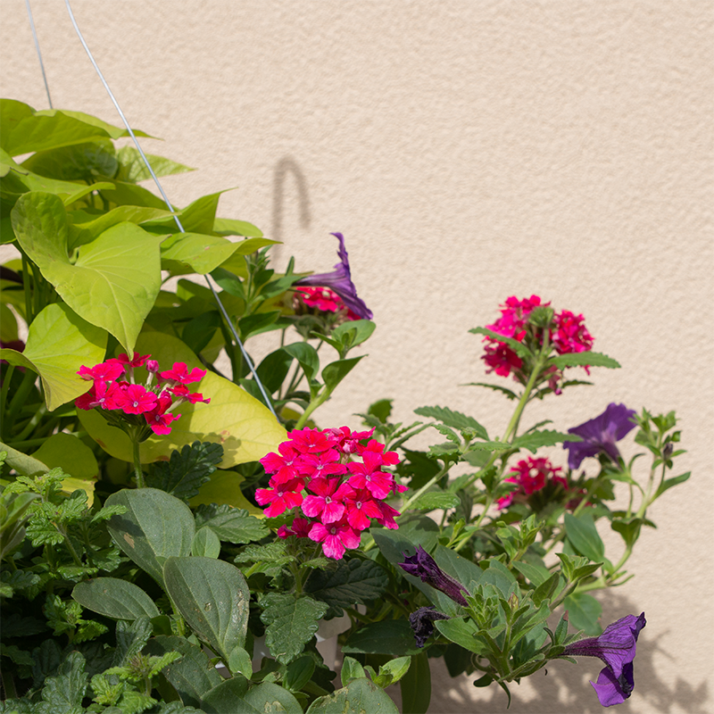 hanging potato plant Petunia Blue & Magenta, Pink Verbena & Sweet Potato Vine 12" Hanging B