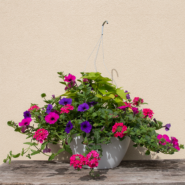 verbena plant hanging basket Petunia Blue & Magenta, Pink Verbena & Sweet Potato Vine 12" Hanging B