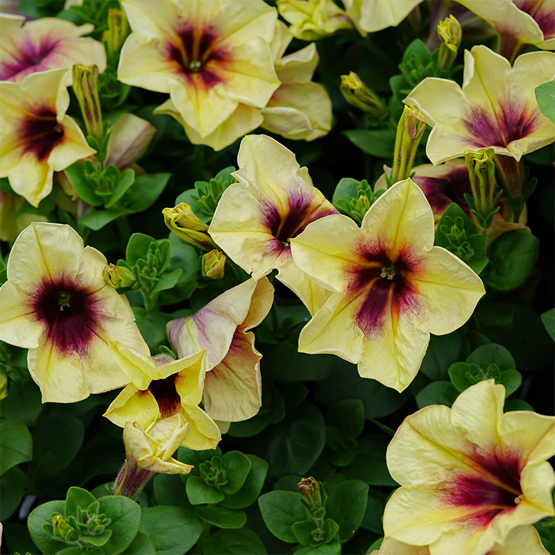 Petunia 'Bananarama' 4"