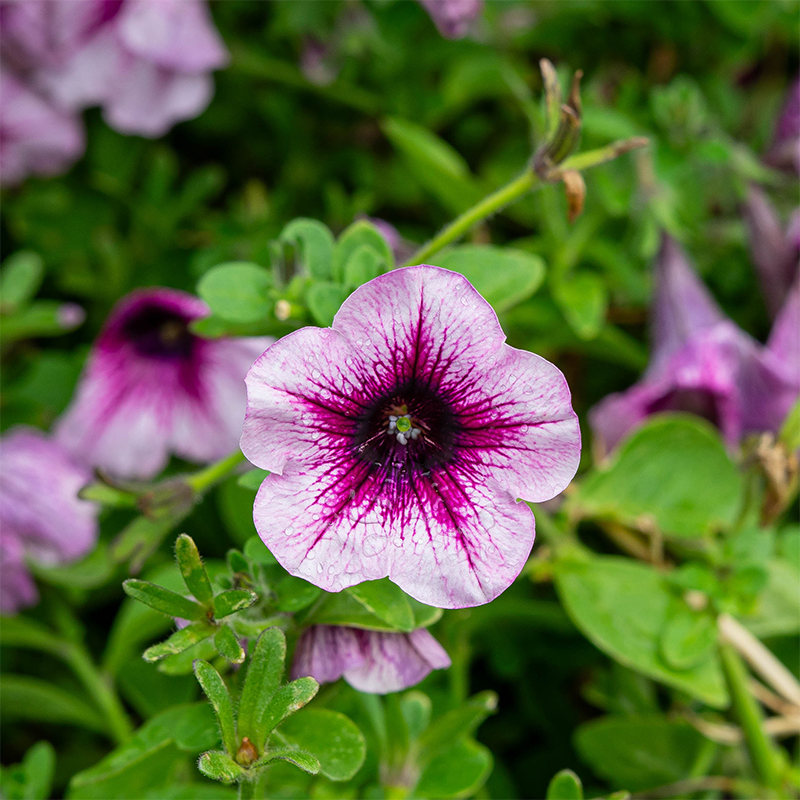Petunia 'Berry Lace' 4"