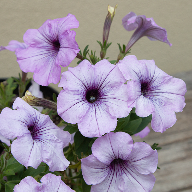 Petunia 'Blueberry Ice' 6"