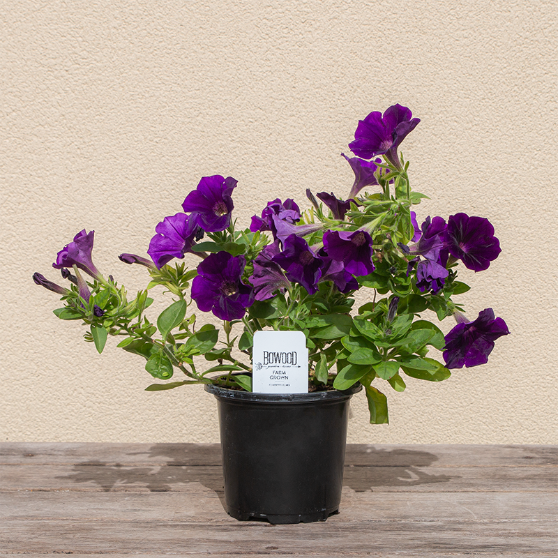 Petunia 'Capella Indigo' 4"