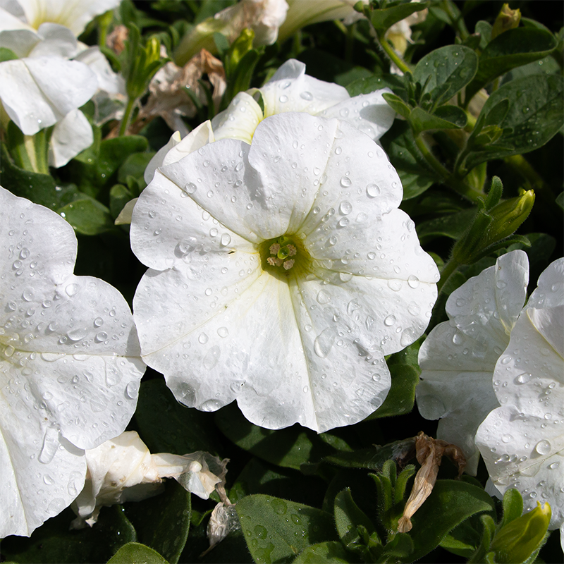 Petunia 'Capella White' 4"