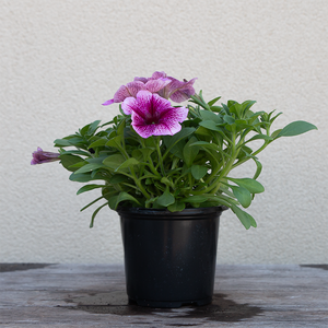 Petunia 'Fuchsia Lace' 4"