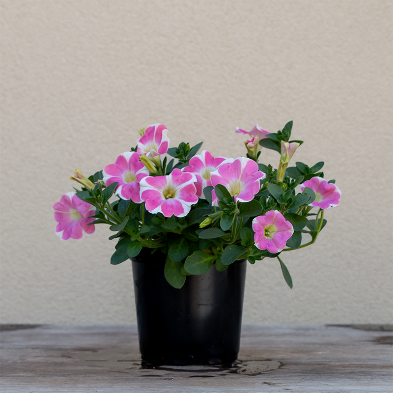Petunia 'Heartbeat' 4"