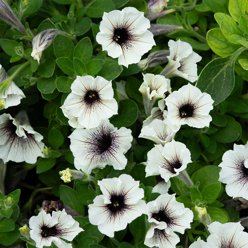 Petunia 'Latte' 6"