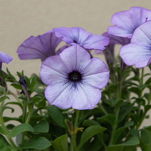 Petunia 'Lavender Shimmer' 4"