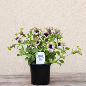 Petunia 'Plum Cockatoo' 4"