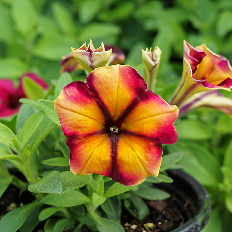 Petunia 'Tiki Torch' 4"