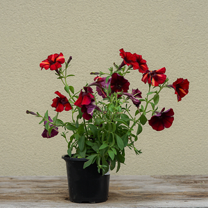 Petunia 'Tiki Torch' 4"