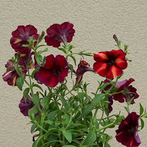 Petunia 'Tiki Torch' 4"