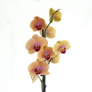 Phalaenopsis Orchid 5"
