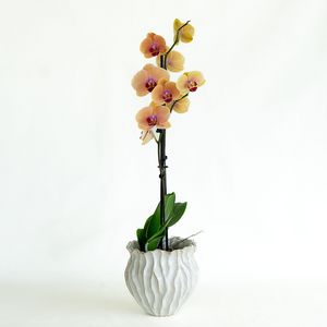 Phalaenopsis Orchid 5"