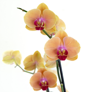 Phalaenopsis Orchid 5"