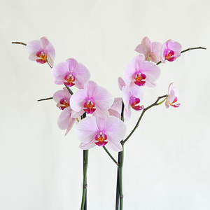 Phalaenopsis Orchid Pink 2.5"