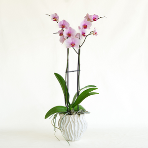 Phalaenopsis Orchid Pink 2.5"