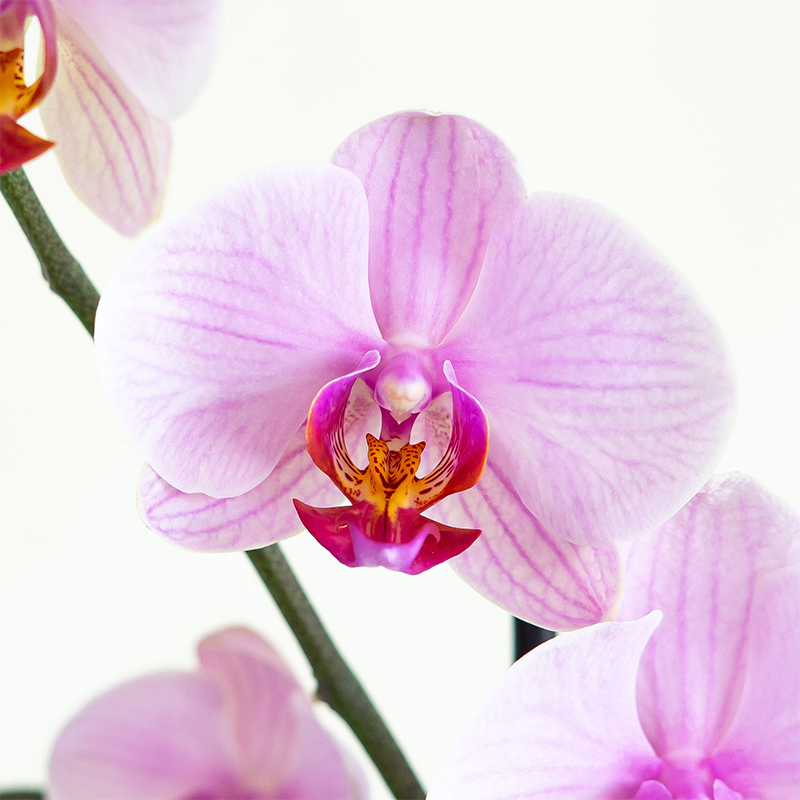 Phalaenopsis Orchid Pink 2.5"
