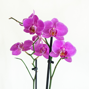 Phalaenopsis Orchid Purple 2.5"