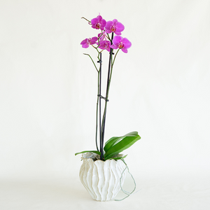 Phalaenopsis Orchid Purple 2.5"