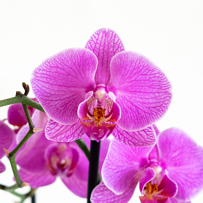 Phalaenopsis Orchid Purple 2.5"