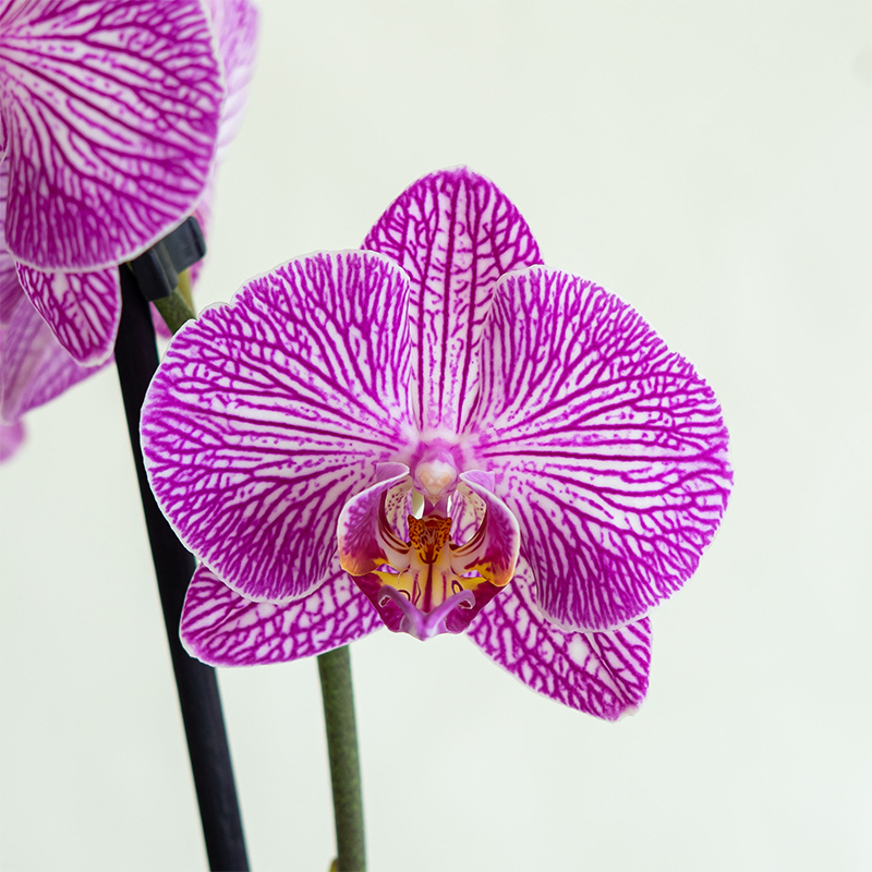 Phalaenopsis Orchid Purple Speckle 5"