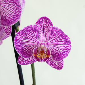 Phalaenopsis Orchid Purple Speckle 5"