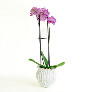 Phalaenopsis Orchid Purple Speckle 5"