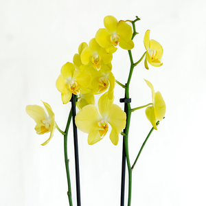 Phalaenopsis Orchid Yellow 5"