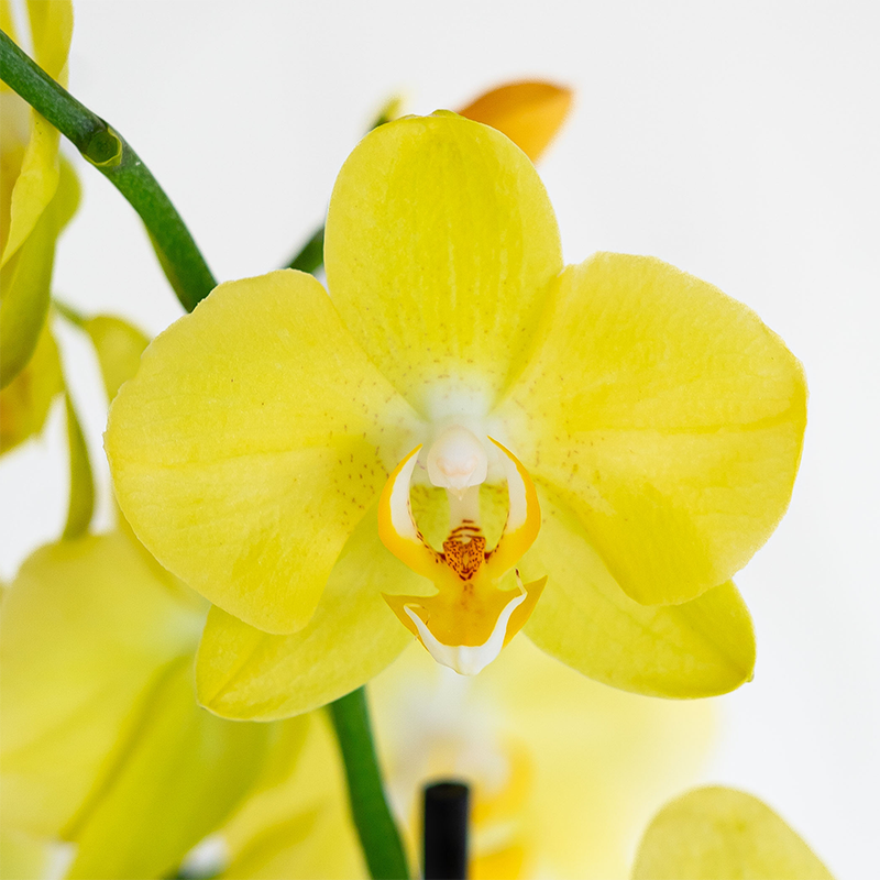Phalaenopsis Orchid Yellow 5"