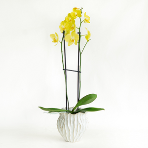 Phalaenopsis Orchid Yellow 5"