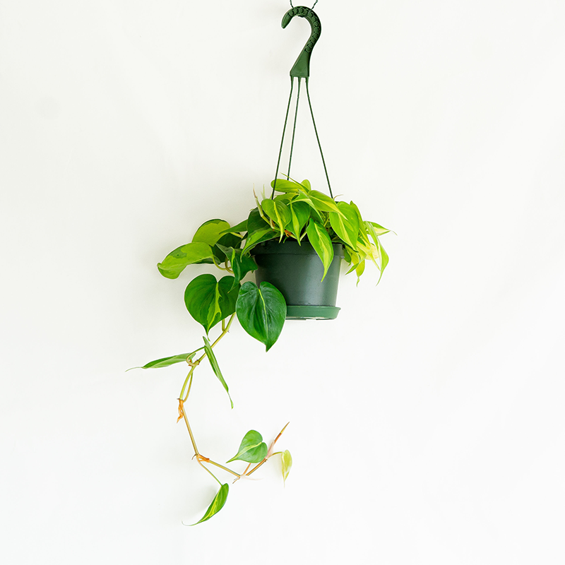 Philodendron 'Brasil' 8" Hanging Basket