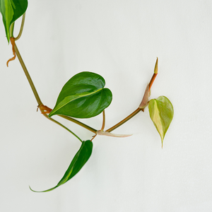 Philodendron 'Brasil' 8" Hanging Basket