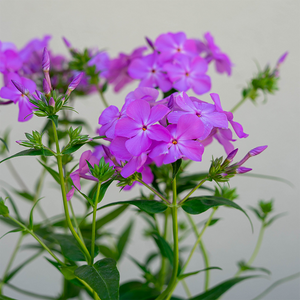 Phlox 'Opening Act Ultrapink' G01
