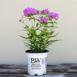 Phlox 'Opening Act Ultrapink' G01