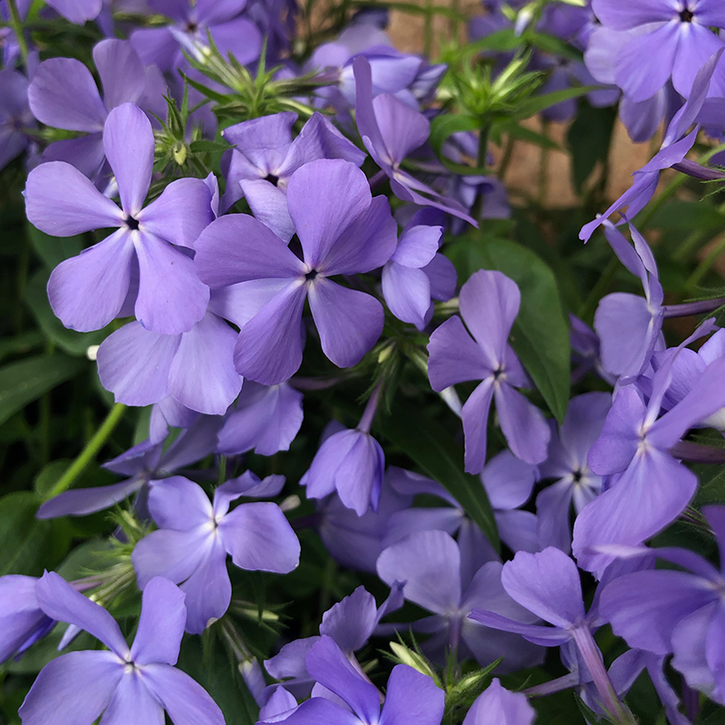 Phlox divaricata Q01