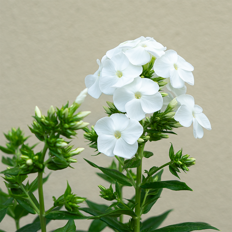 Phlox pan 'Backlight' G01