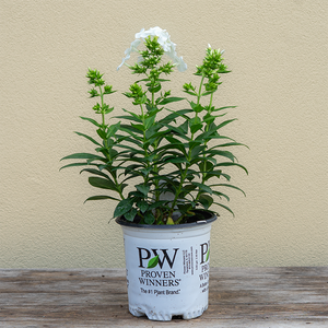 Phlox pan 'Backlight' G01