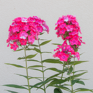 Phlox pan 'Glamour Girl' G01