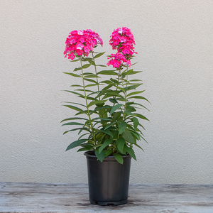 Phlox pan 'Glamour Girl' G01