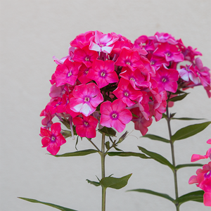 Phlox pan 'Glamour Girl' G01