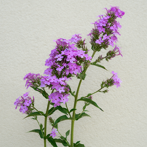 Phlox pan 'Jeana' G01