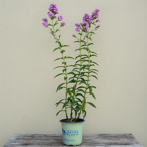 Phlox pan 'Jeana' G01