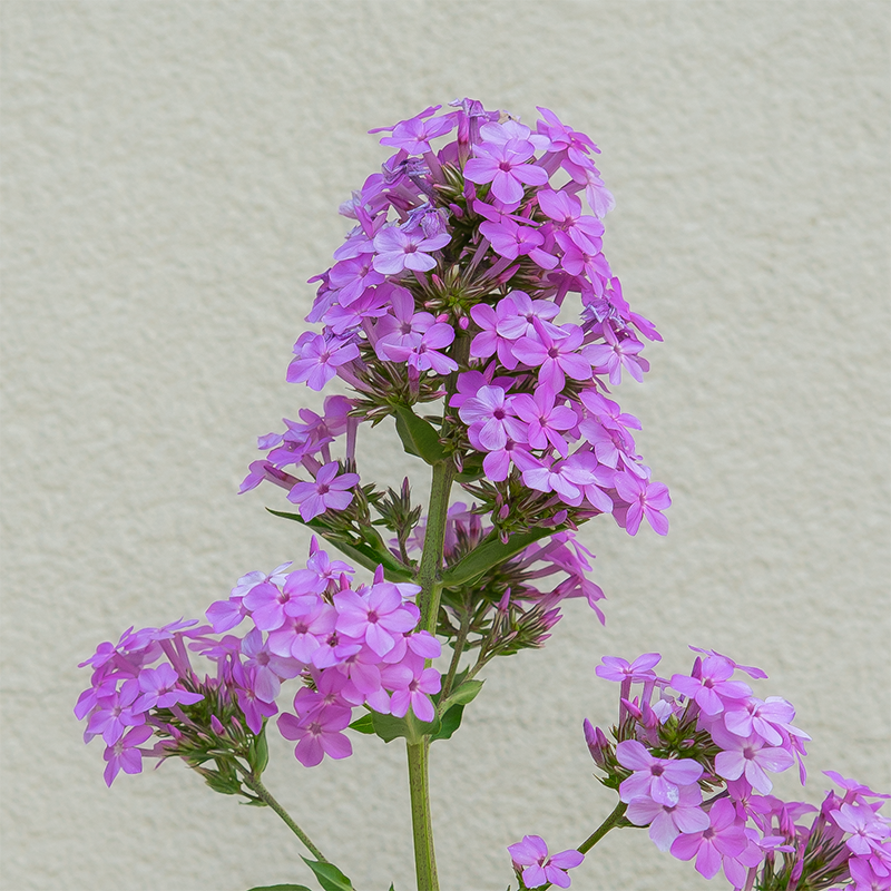 Phlox pan 'Jeana' G01