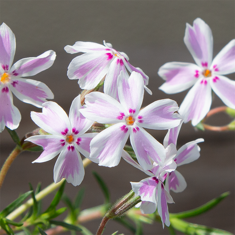 Phlox sub 'Candy Stripe' Q01